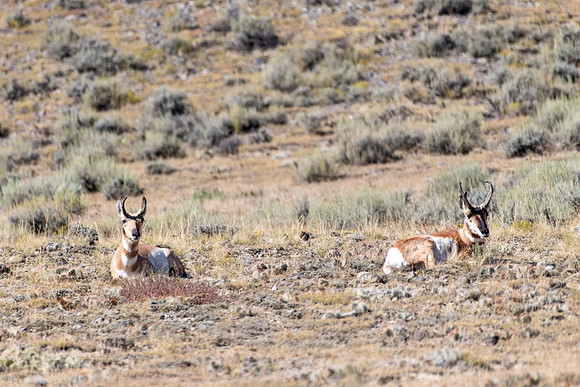 pronghorn at legend rock petroglyphs 2023_09_06-2