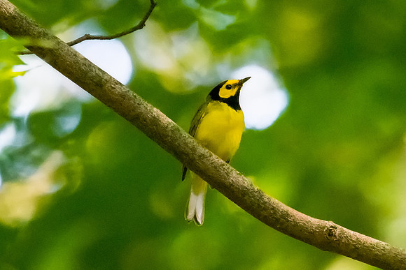 hooded warbler 3 2021_06_14