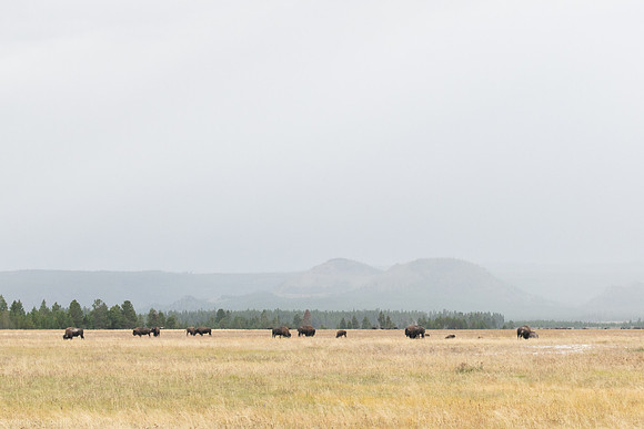 bison in the rain 2023_09_13-62