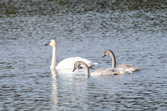 swan lake group1 2023_09_20-1