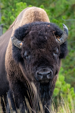 storm point trail bison 2023_09_13-24
