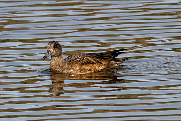 swan lake group1 2023_09_20-2