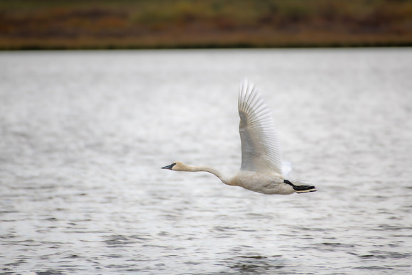 swan lake group2 2023_09_20-5