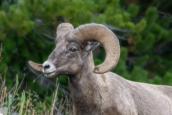 big horn sheep 2023_09_09-5
