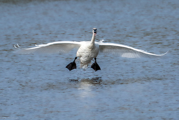 swan lake group1 2023_09_20-6