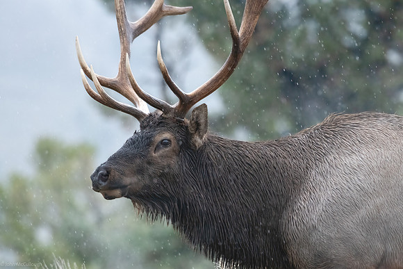 bull elk in mammoth 2023_09_21-1