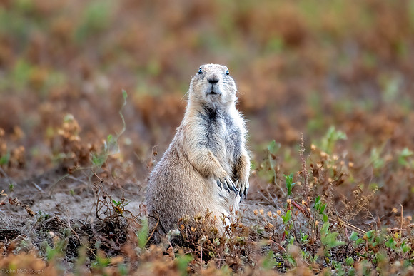 prairie dogs 2023_09_23-5