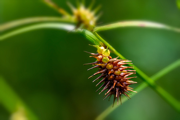 oil creek sedge 2021_07_21-Edit-Edit