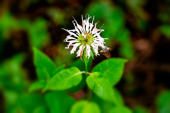 white bee balm 2021_07_21-Edit