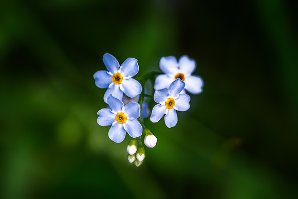 forget me not 2021_07_18-Edit