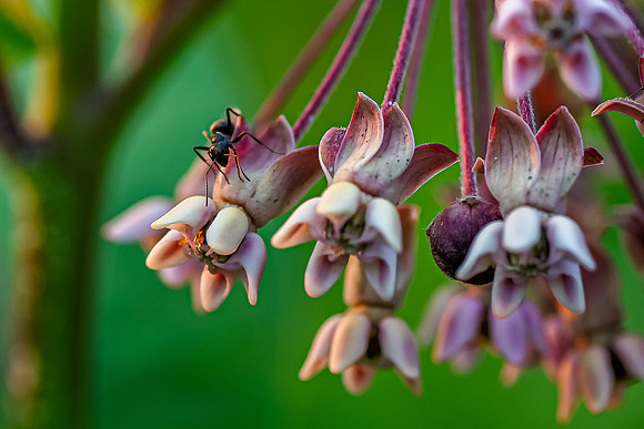 milkweed ant 2021_07_18-Edit