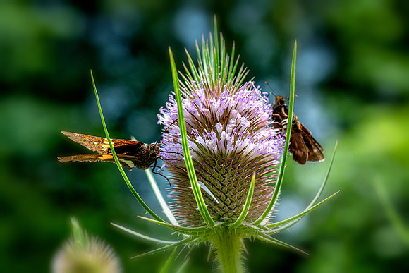 oil creek teasel 2021_07_21-Edit