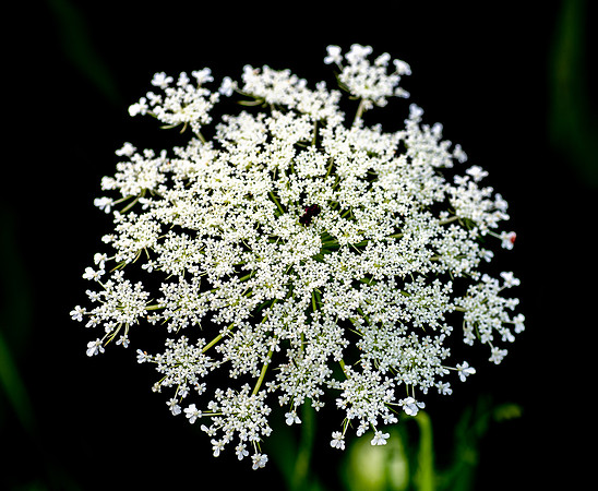 queen annes lace 2021_07_18