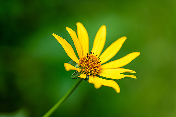 woodland sunflower 2021_07_21-Edit