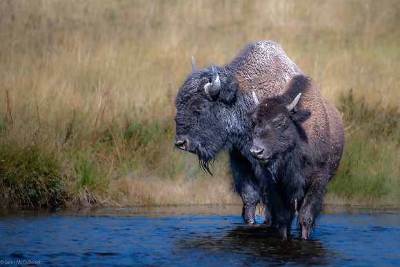 bison 2023_09_17-20