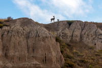 mule deer silouette 2023_09_24-62