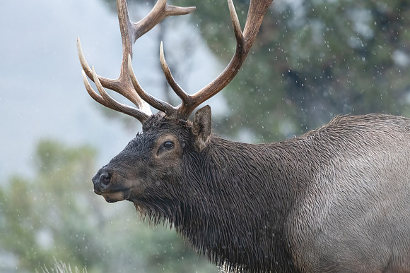 bull elk in mammoth 2023_09_21-1