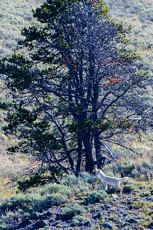 hayden valley coyotes 2023_09_07-17