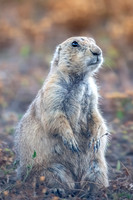 prairie dogs 2023_09_23-4