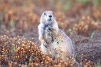prairie dogs 2023_09_23-3