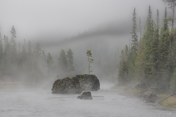 tree in firehole fog 2023_09_14