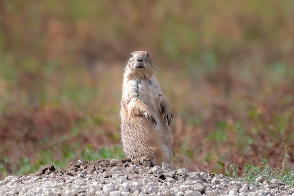 prairie dogs 2023_09_23-7