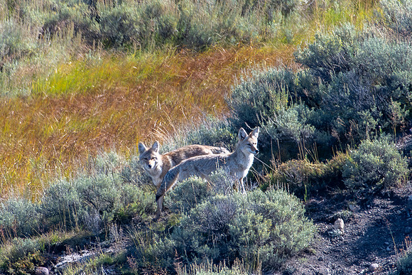 hayden valley coyotes 2023_09_07-13
