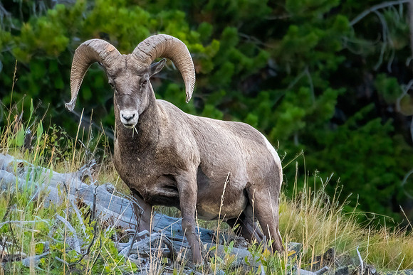 big horn sheep 2023_09_09-2