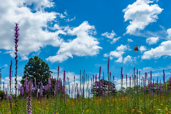 Doughton Park 2018_07_18