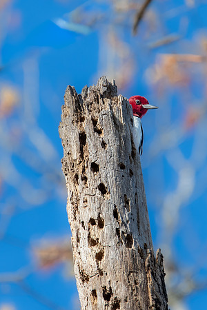 red headed woodpecker 3 santee state park 2022_03_02-facebook
