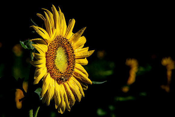 sunnybs dew sunflower 2021_09_02.NEF