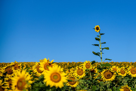 sunnybs tall sunflower 2021_09_02-Edit-Edit