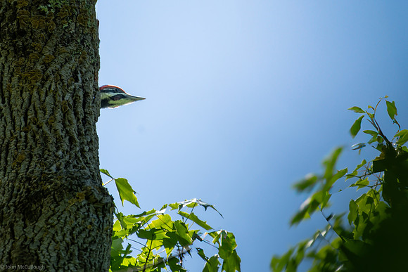 pileated woodpecker nest