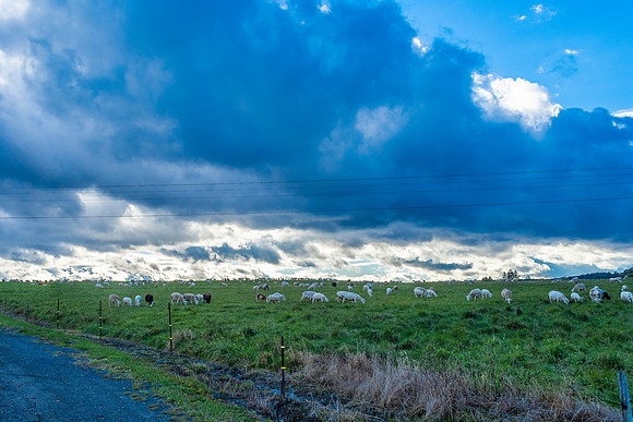 Sheep Farm 2018_10_29