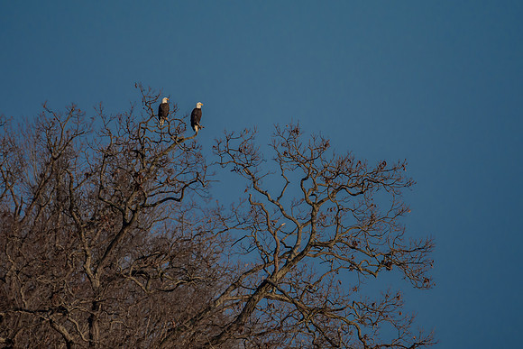 Eagle 2 Wilhelm 2019_01_05