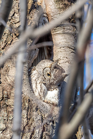 Screech 2019_01_04
