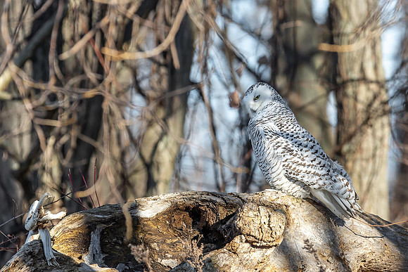 Snowy Cheeky 2019_01_04-small
