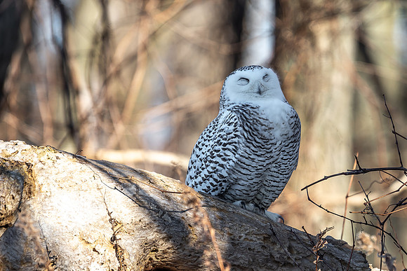 Snow Sleepy 2019_01_04