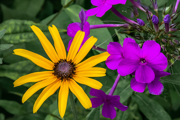 Botanical Garden in Asheville 2018_07_23