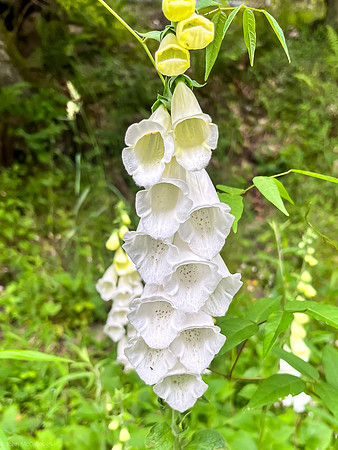white foxglove 2024_06_06