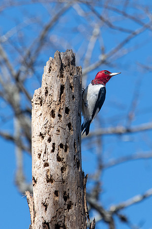red headed woodpecker 1 santee state park 2022_03_03-facebook