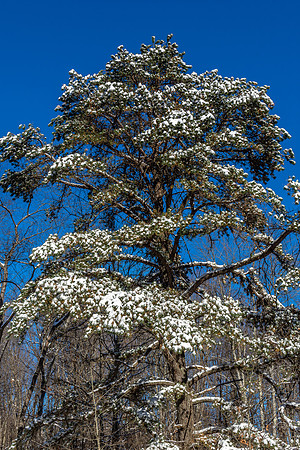 Snowy Spruce 2019_01_21