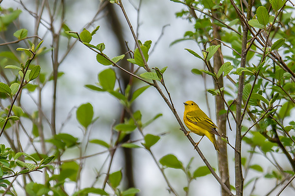 yellow warbler 2019_05_08