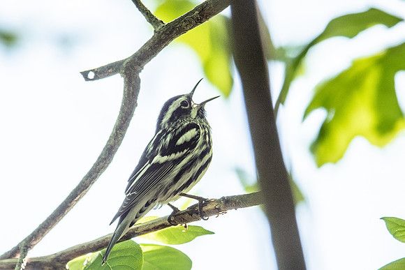 black white warbler 2019_05_24-1