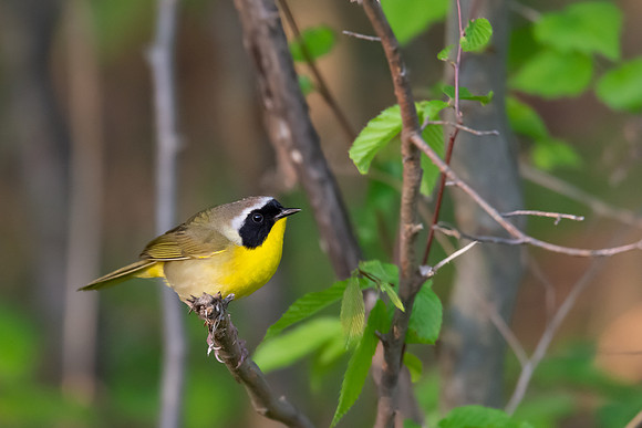 Common Yellowthroat 3 2019_05_16