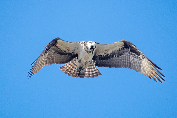 osprey hunting 2 circle b bar 2022_02_16-facebook