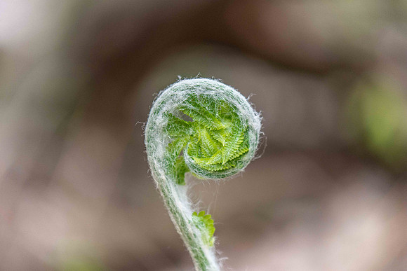fiddlehead 2019_05_08
