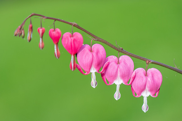 bleeding heart 2019_09_19