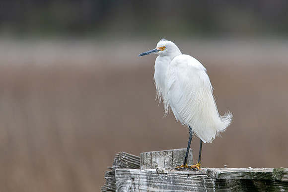 snowy egret huntington beach 2022_03_04-facebook