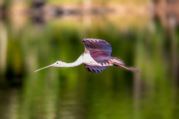 spoonbill flight 2020_10_18-facebook